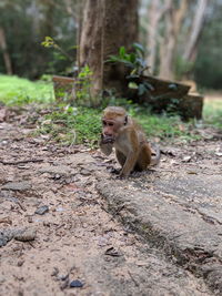 Monkey in a forest