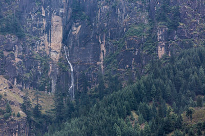 High angle view of pine trees in forest