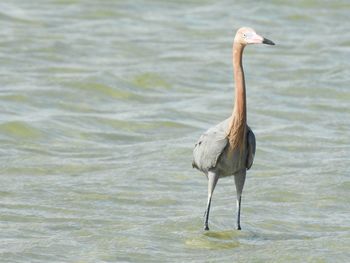View of heron in lake