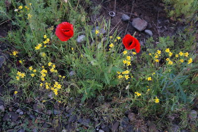 Close-up of red flowers blooming in field
