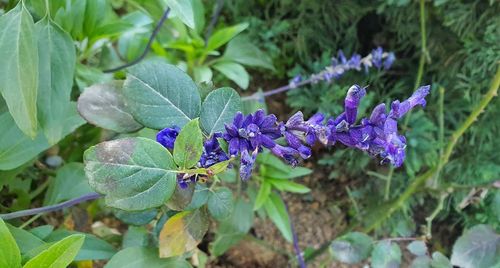 Close-up of purple flowering plant