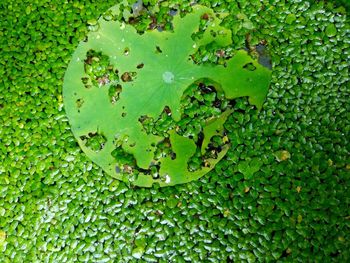 Full frame shot of green leaf