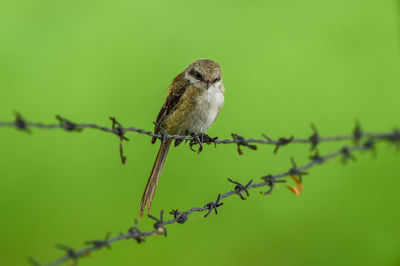 Bird perching on barbed wire