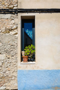 Plants growing on house wall