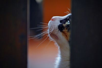 Close-up of a cat