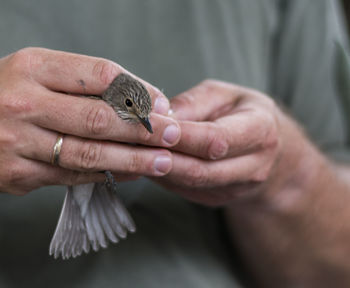 Close-up of hand holding bird