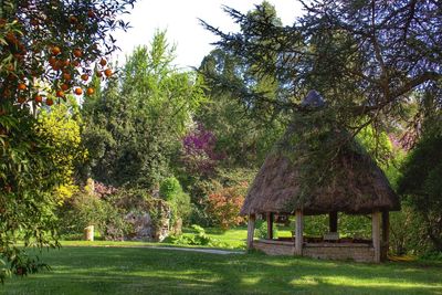 Trees in park