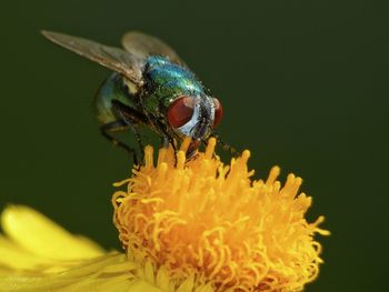 Close-up of greenbottle fly on yellow flower