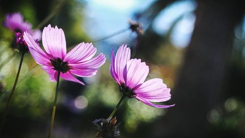 Close-up of cosmos flowers blooming outdoors