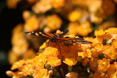 Close-up of insect on flowers