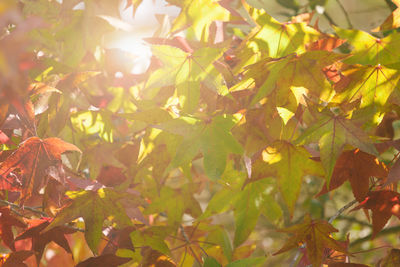 Close-up of leaves