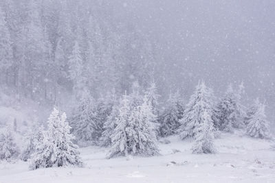 Pine trees in forest during winter