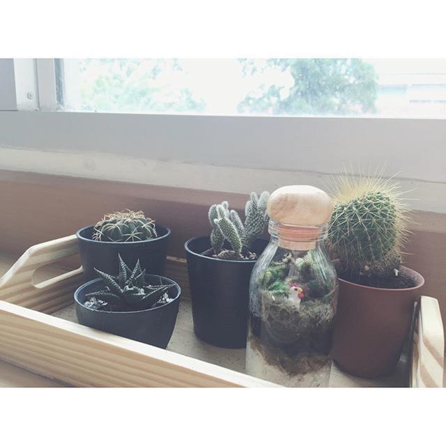 potted plant, indoors, plant, table, growth, vase, freshness, flower, flower pot, window, close-up, home interior, still life, nature, day, sunlight, no people, cactus, glass - material, window sill