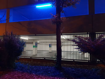 Illuminated trees by building against sky at night