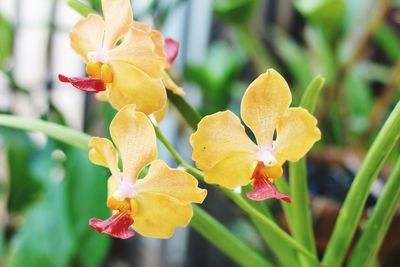 Close-up of yellow flower against blurred background