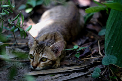 Portrait of a cat lying on field