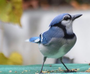 Close-up of bird perching