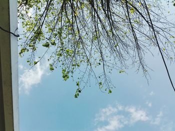 Low angle view of trees against sky