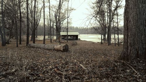 Bare trees on field in forest