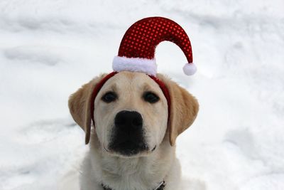 Close-up portrait of dog in snow