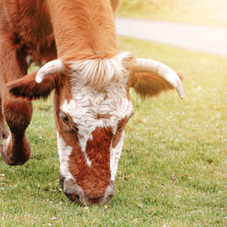 Full length of cow on field