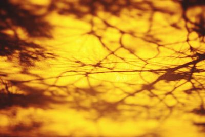 Close-up of yellow leaf