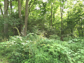 Trees in forest