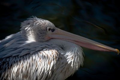 Close-up of pelican in lake