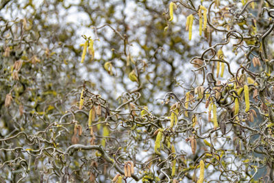 View of a bird on branch