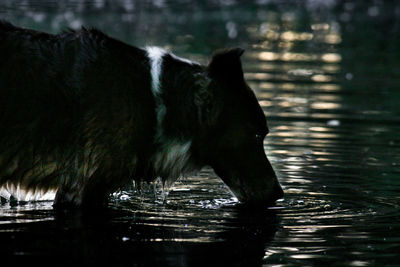 Close-up of cat by water