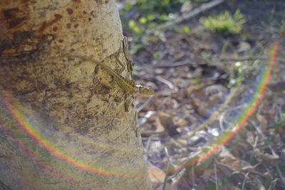 Close-up of insect on tree trunk