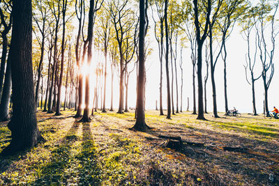 Sunlight streaming through trees in forest