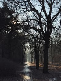 Scenic view of trees by landscape against sky