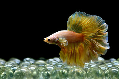 Gold mustard gas halfmoon betta fish, siamese fighting fish in isolated black background