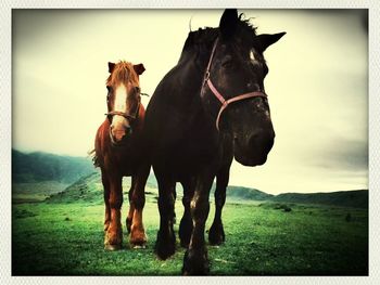 Horses grazing on grassy field