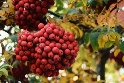 Close-up of cherries on tree