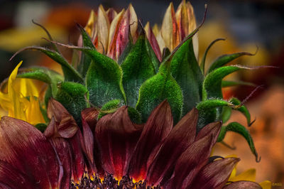 Close-up of sunflower plant