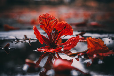 Close-up of red flowering plant