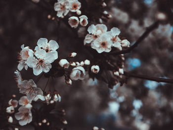 Close-up of cherry blossom