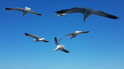 Low angle view of seagulls flying against clear blue sky