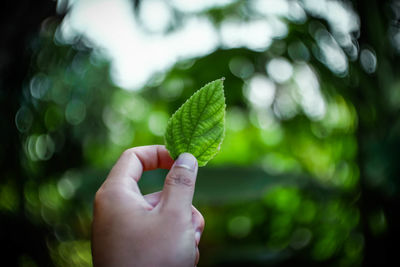 Close-up of hand holding leaves