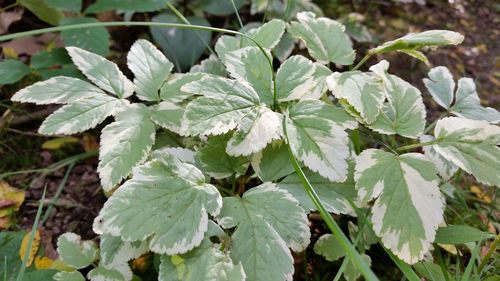 Close-up of green leaves