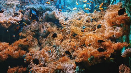 Fish swimming in sea