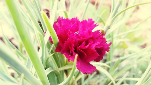 Close-up of flower blooming outdoors