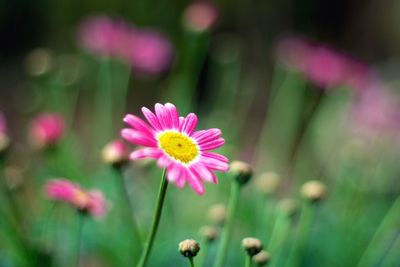 Close-up of pink flowers