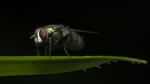 Close-up of insect on plant at night