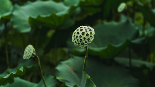 Close-up of lotus bud on plant