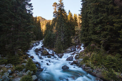 Stream flowing through rocks in forest