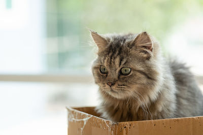 Close up of little poor kitten in paper box waiting for someone .