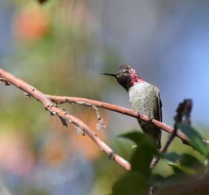 Close-up of bird perching on branch